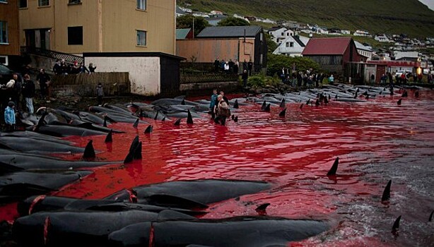 На кровавых берегах: фарерцы снова зверски убивают сотни дельфинов