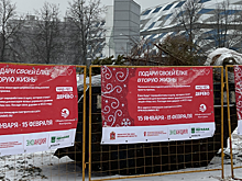 Красногорцам напомнили, куда можно сдать живую ель
