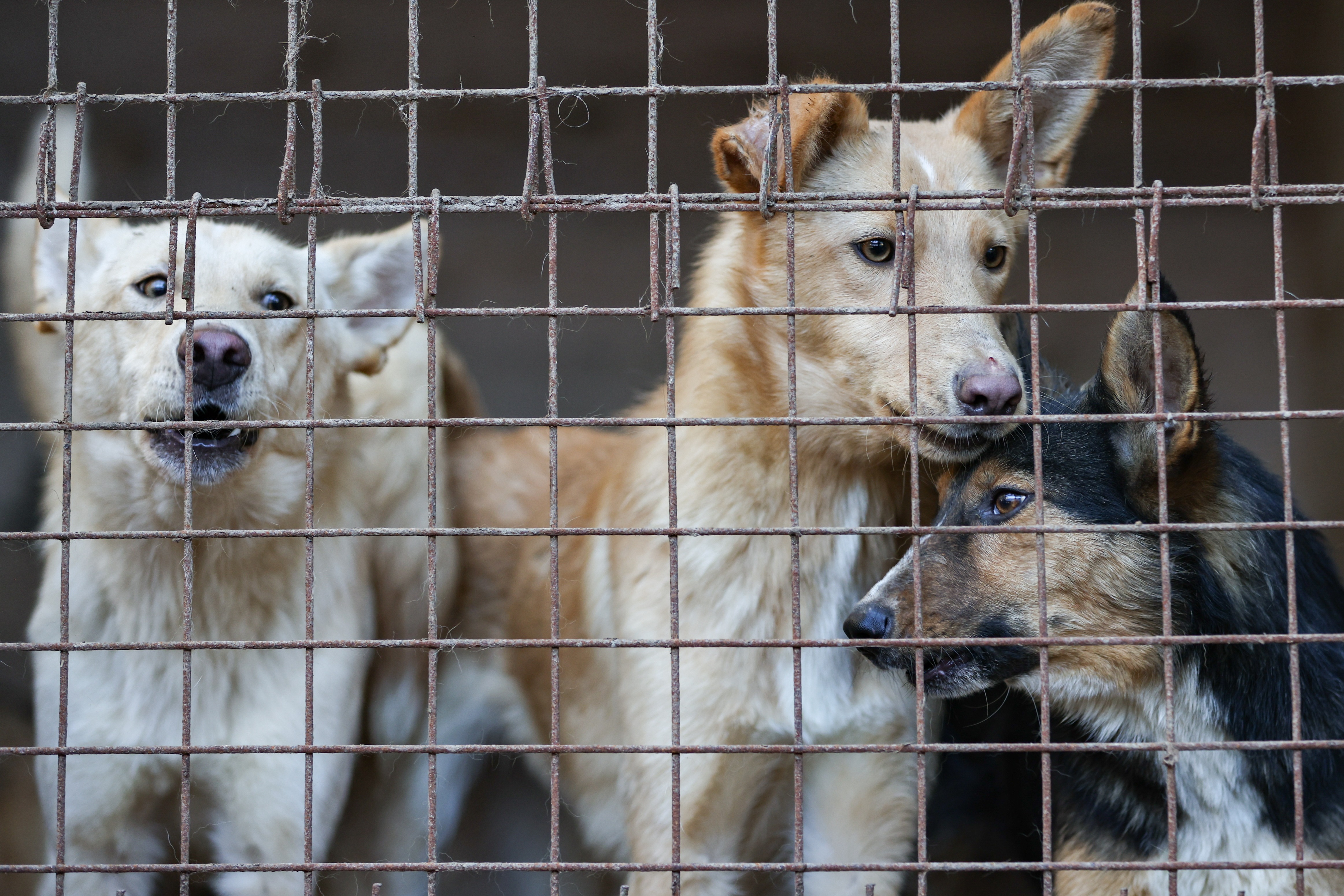 Власти Дагестана выделят средства на создание приюта для животных в Махачкале