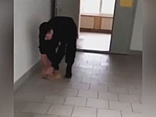Руководство ЛГУ обратилось в прокуратуру из-за инцидента с ударившим кошку охранником