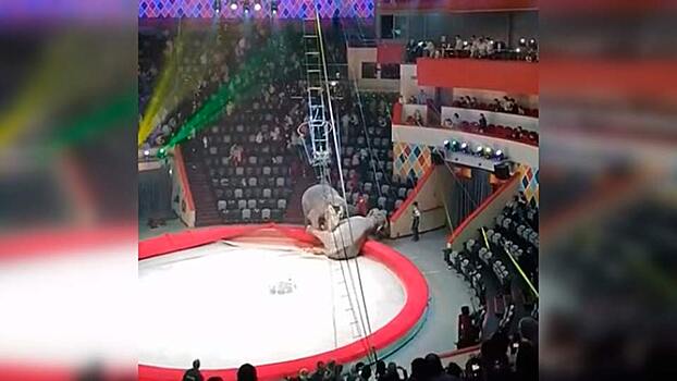 В казанском цирке подрались два слона, напугав зрителей