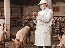 Российским регионам угрожает африканская чума свиней