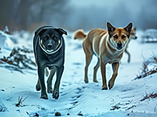 За гибель мальчика от собак под Красноярском требуют компенсацию более 12 миллионов