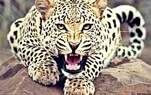Директор контактного зоопарка в Саратове получил срок за искусанных леопардом детей