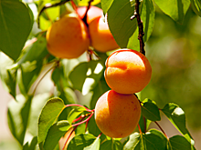 В Дагестане начался сезон сбора абрикосов