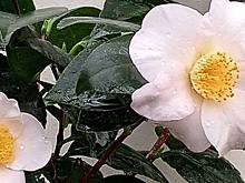 В Ботаническом саду Уфы необычно рано расцвела камелия японская