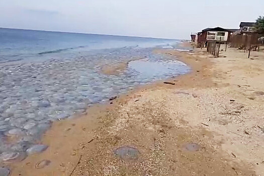 Берег Азовского моря заполонили огромные медузы