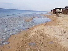 Берег Азовского моря заполонили огромные медузы