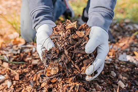 Ученые придумали, как перерабатывать опавшие листьев вместе с мусором: Новости ➕1, 10.10.2022