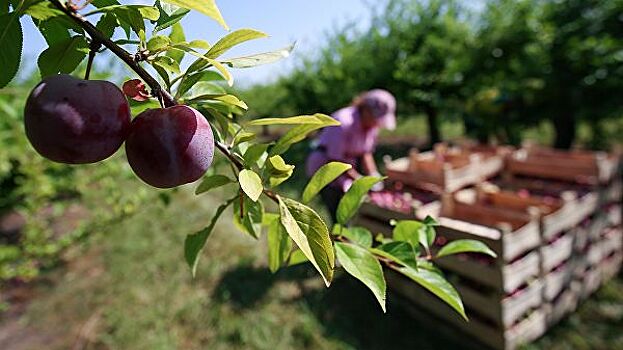 Правительство предложит уточнить перечень фруктов и ягод для снижения НДС