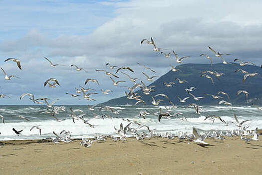 Юрист Толмачев: россияне могут купить остров для ведения бизнеса