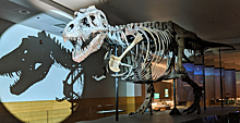 Скелет тираннозавра впервые выставят на аукцион в Европе