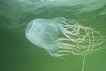 Найдено противоядие от укуса самой ядовитой медузы