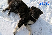 В Дальнереченске проводится доследственная проверка по факту нападения собаки на малолетнего ребенка