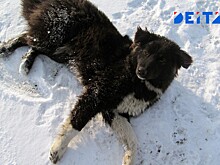 Прокуратура Приморья заставила хозяйку собак, напавших на пенсионера, заплатить компенсацию