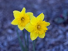 Жительницам Севастополя подарили 500 нарциссов в честь годовщины воссоединения Крыма с РФ