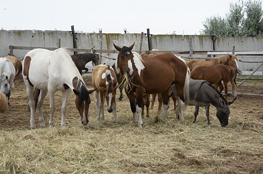Лошадь стала причиной аварии в Городищенском районе