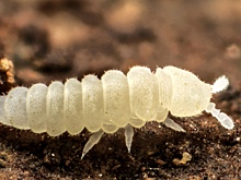 Новые виды членистоногих назвали в честь русского генерала, клуба и ученого