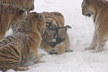 Упитанные амурские тигры напали на квадрокоптер