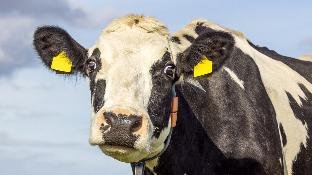 Сотни доз спермы из США и Канады завезли в Екатеринбург