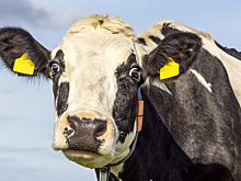 Сотни доз спермы быков из США и Канады завезли в Екатеринбург