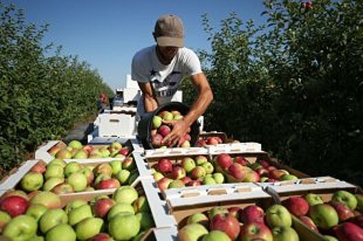 На Ставрополье выросли урожаи арбузов и дынь