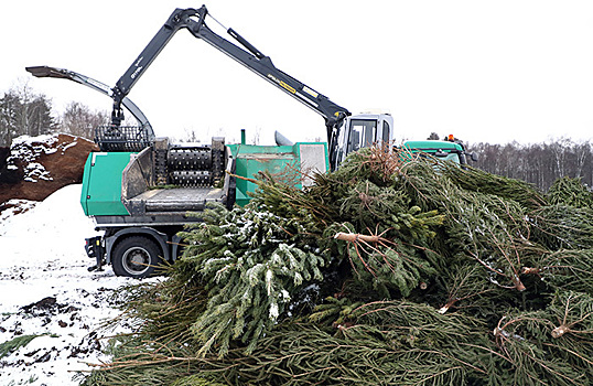 В Москве продолжается сбор елок для переработки