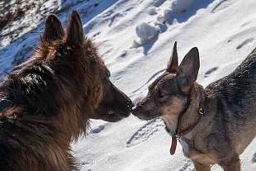 В Приморье ужесточат меры борьбы с бродячими собаками