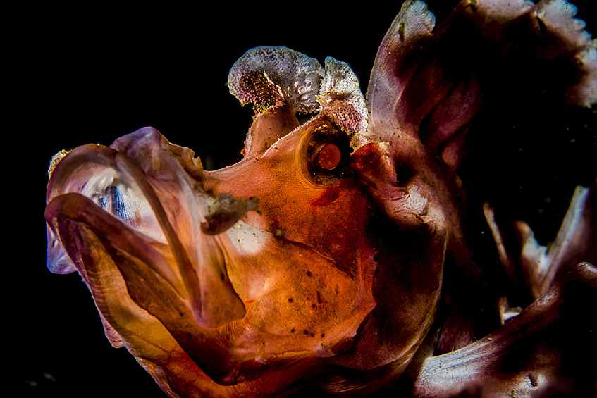 Британский фотограф потратил уйму времени на то, чтобы поймать удачный ракурс для ринопиаса — рыбы семейства скорпеновых. Ему все никак не удавалось выставить нужный свет, и прежде чем добыть этот снимок, он сделал до сорока кадров