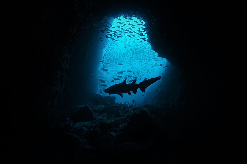 В Австралии есть знаменитая пещера Fish Rock Cave, где обитают акулы, но фотограф попал в тот момент, когда там плавала всего одна рыба.