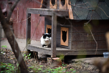 Кошкин дом. На улице Матвеевской нашли приют 13 бездомных животных