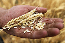 Путину показали гибрид пшеницы и ржи