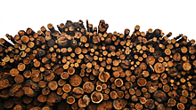 Рослесхоз: до 80% незаконных рубок в регионах лесозаготовки приходится на Приангарье