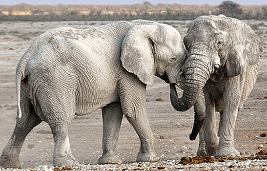 Президент США отложил решение по снятию запрета на импорт трофейной слоновой кости