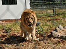 Лев Симба и леопард Ева проходят акклиматизацию в Танзании