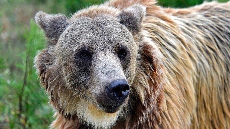 На Камчатке голодный медведь пытался вскрыть автомобиль