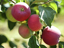 На острове Татышев в Красноярске созрели яблоки