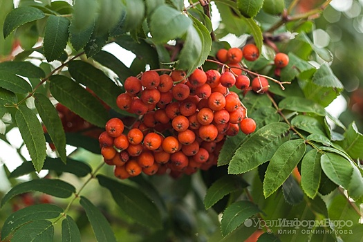 ММК помогает украшать Магнитогорск рябинами и елями