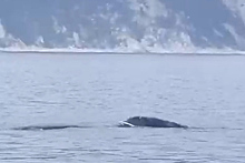 В Охотском море занялись спасением гренландского кита