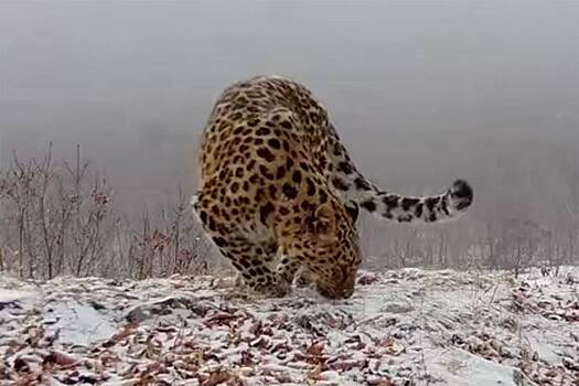 Леопард удивился внезапно выпавшему весной снегу и попал на видео