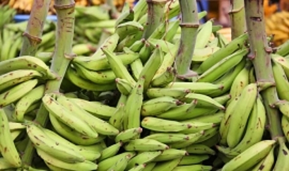 Банановые волокна предложили использовать для производства автомобилей