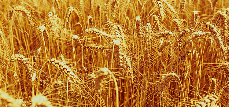 Твердой пшенице – особый статус!