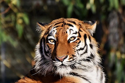 В филиале «Головинский» ТЦСО «Ховрино» прошел мастер-класс по рисованию тигра