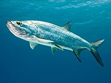 The Mirror: двое мужчин в США проникли на территорию аквариума и убили редкую рыбу