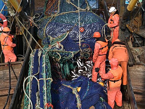 В Литве сообщили об обеспокоенности рыбным промыслом РФ в Балтийском море