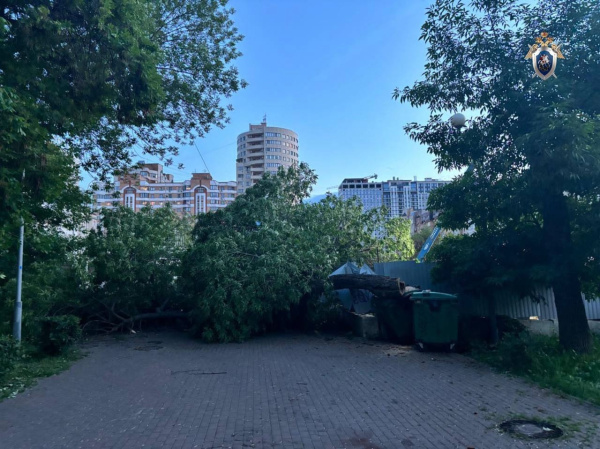 В Самаре 5 июня на женщину с коляской упало дерево