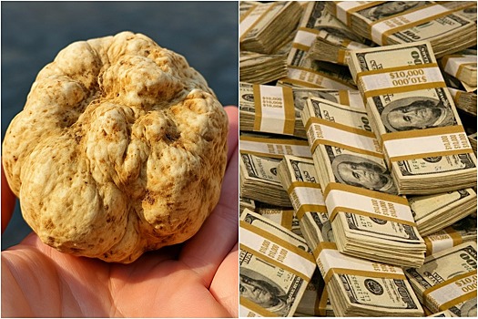 Самый дорогой гриб мира нашли в России. 330 тысяч долларов за килограмм. Открытие изменит кулинарную карту мира?