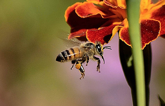 Ученые обнаружили инсектициды в образцах меда по всему миру