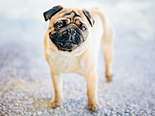 Переехавший мопса водитель скрылся с места ДТП в ЕАО