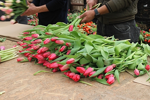 Петербург оказался в тройке лидеров по числу вакансий для флористов